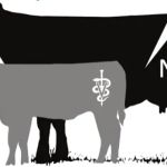 Northbound Veterinary Services