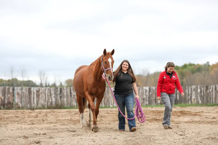 Mallo Equine Picture 2