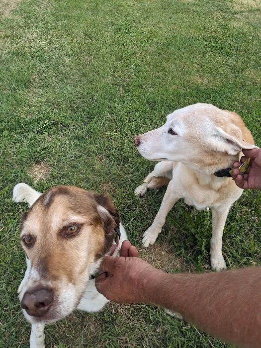 Companions Animal Hospital Picture 6