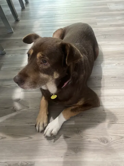 Companions Animal Hospital Picture 5