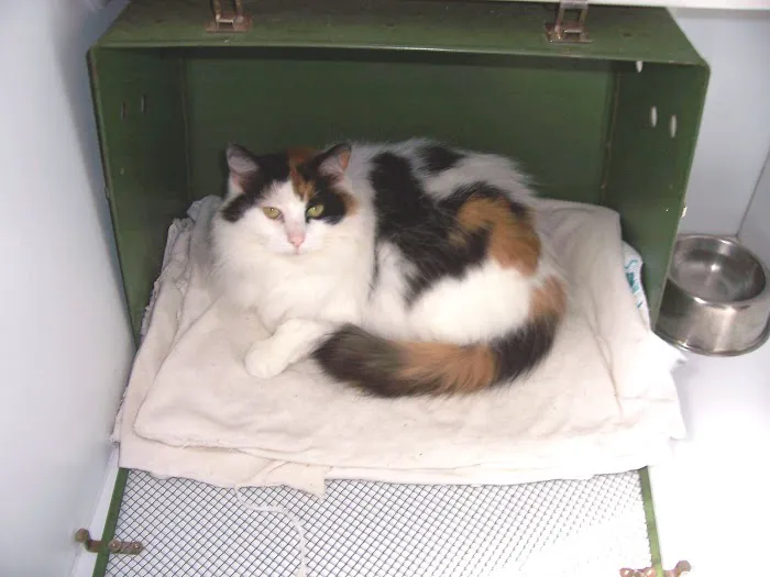 Companions Animal Hospital Picture 7