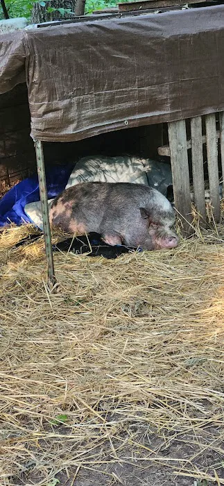 Swine Services Unlimited Inc. Picture 1