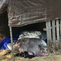 Swine Services Unlimited Inc. ico