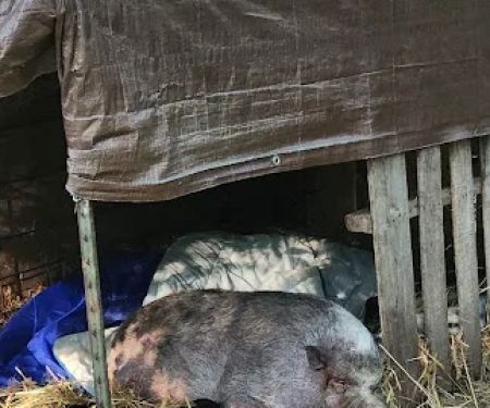 Swine Services Unlimited Inc.