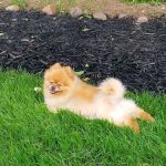 Advanced Care Pet Hospital