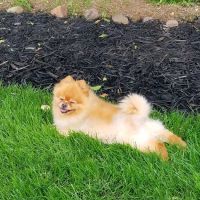 Advanced Care Pet Hospital ico