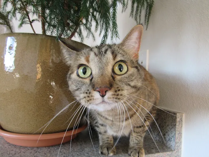 Advanced Care Pet Hospital Picture 8