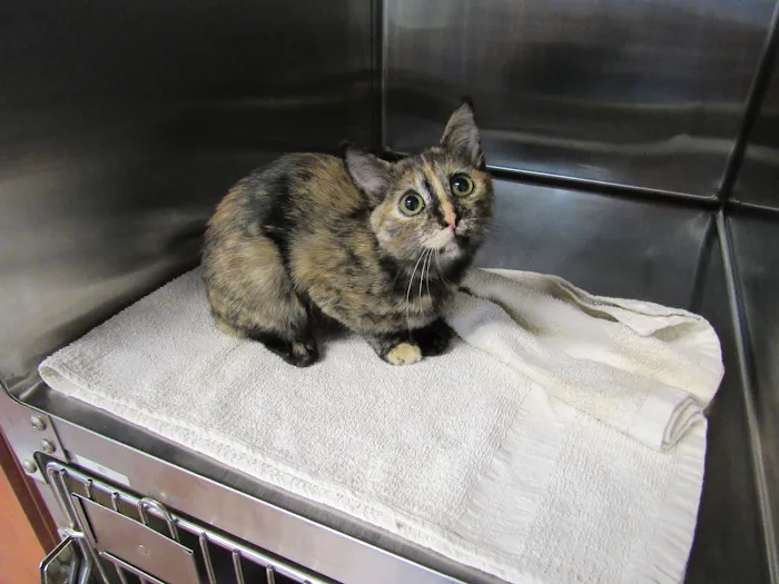 Advanced Care Pet Hospital Picture 10