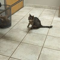 Granite City Pet Hospital ico