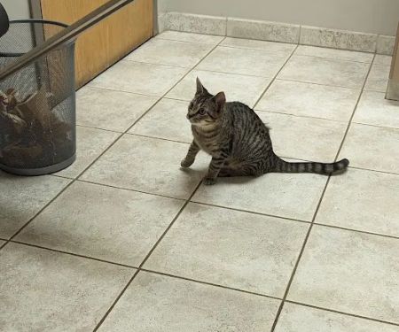 Granite City Pet Hospital
