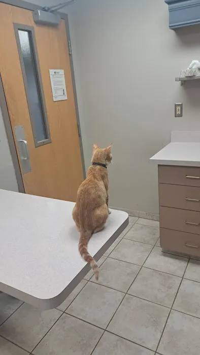 Granite City Pet Hospital Picture 2