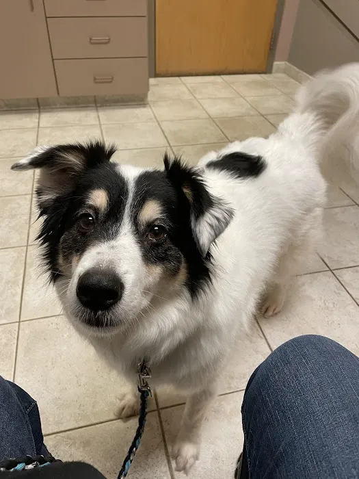 Granite City Pet Hospital Picture 3