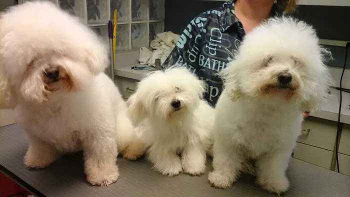 Granite City Pet Hospital Picture 10