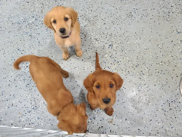 Granite City Pet Hospital Picture 5