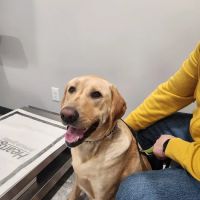 Rice Veterinary Clinic ico