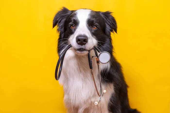 Rice Veterinary Clinic Picture 7