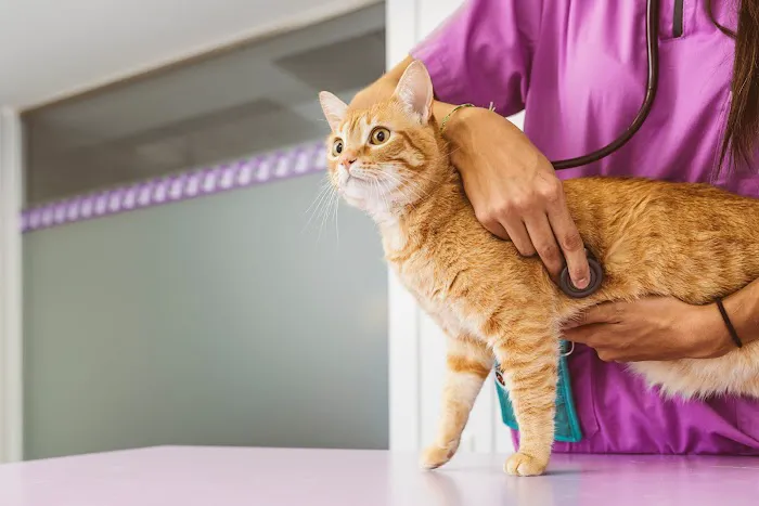 Rice Veterinary Clinic Picture 9