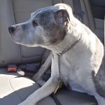 BluePearl Pet Hospital