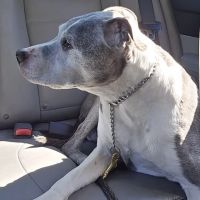 BluePearl Pet Hospital ico