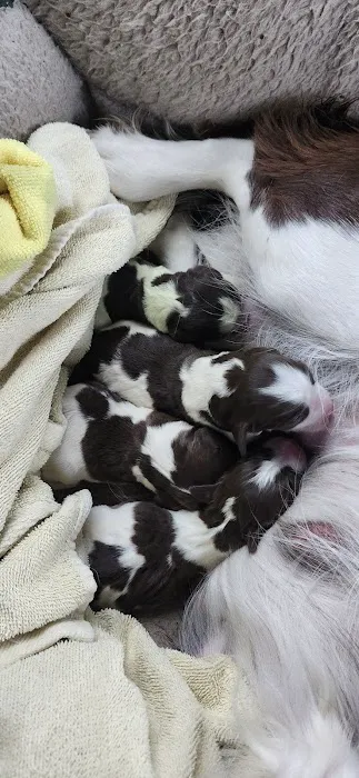 BluePearl Pet Hospital Picture 3