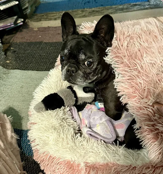 BluePearl Pet Hospital Picture 8