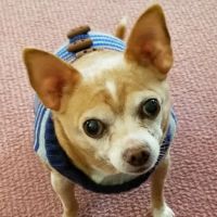 Annandale Veterinary Clinic ico