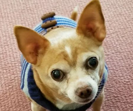Annandale Veterinary Clinic