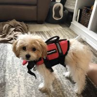 Litchfield Veterinary Clinic ico