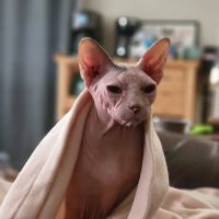 Nicollet Veterinary Clinic ico