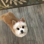 River Hills Pet Care Hospital