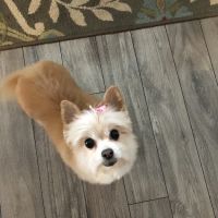 River Hills Pet Care Hospital ico