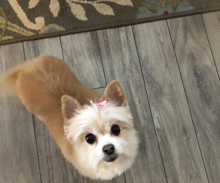 River Hills Pet Care Hospital