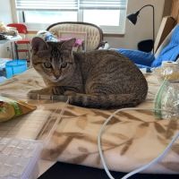 North Mankato Animal Hospital ico
