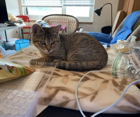North Mankato Animal Hospital