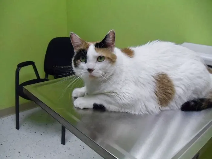 North Mankato Animal Hospital Picture 2
