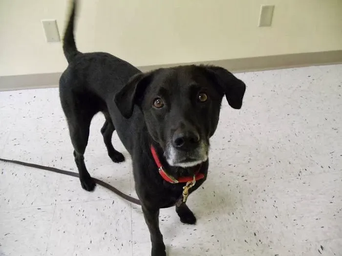 North Mankato Animal Hospital Picture 10