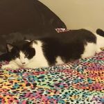 Minnesota Valley Pet Hospital