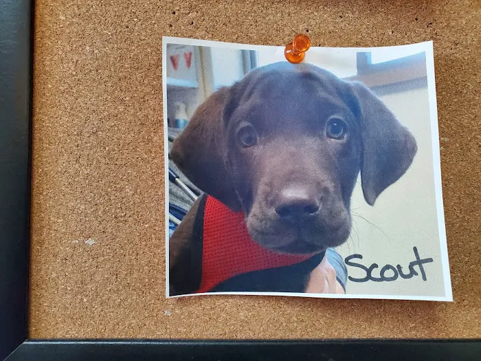 Clearwater Animal Hospital Picture 2