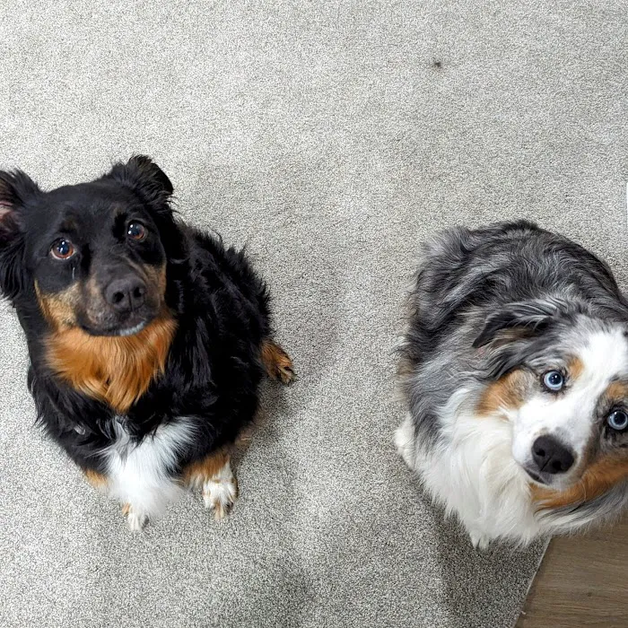 Clearwater Animal Hospital Picture 9