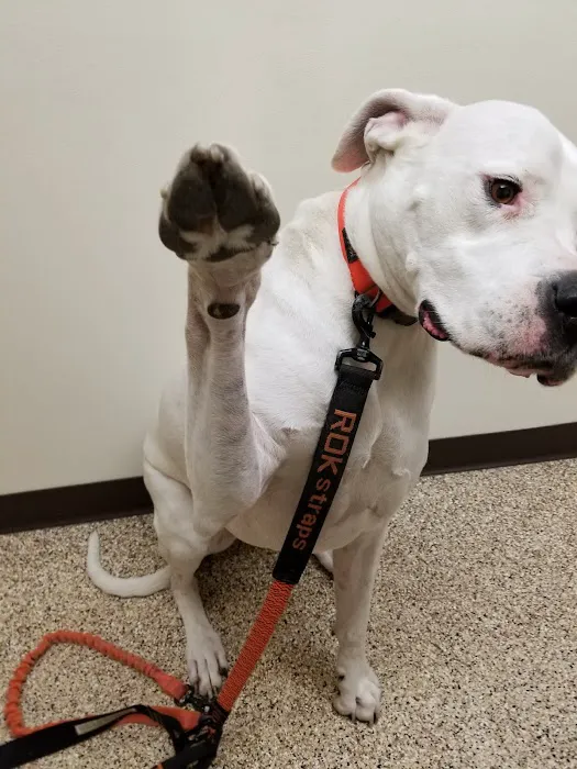 Clearwater Animal Hospital Picture 10