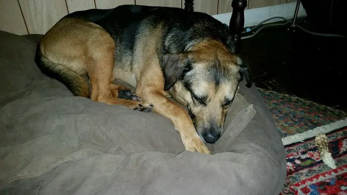Carlton Veterinary Hospital Picture 2