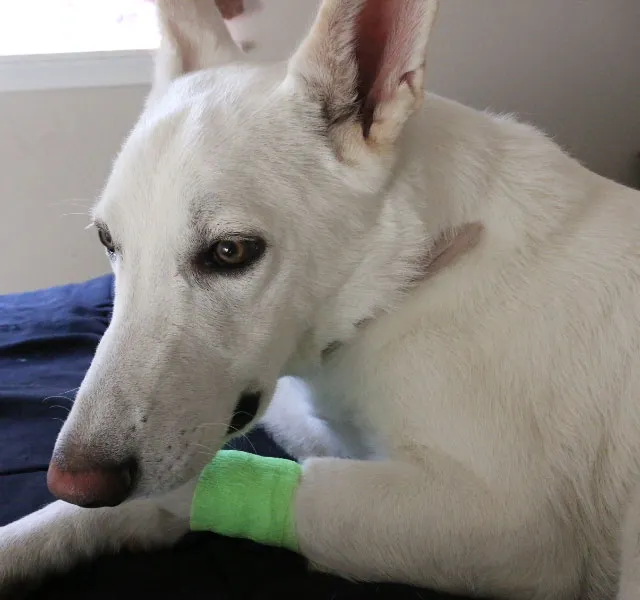Carlton Veterinary Hospital Picture 7