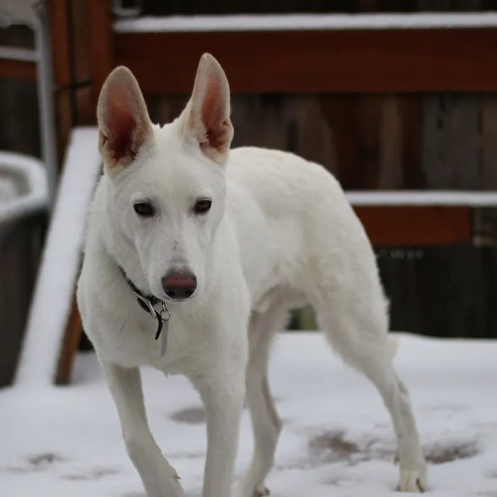 Carlton Veterinary Hospital Picture 9