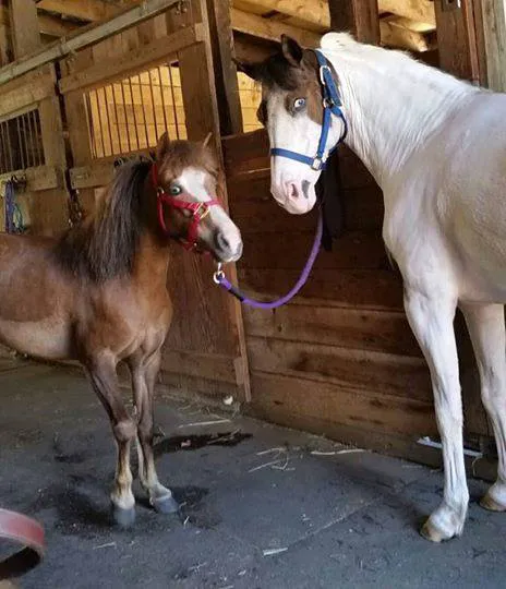 Valley Equine Veterinary Service Inc Picture 4