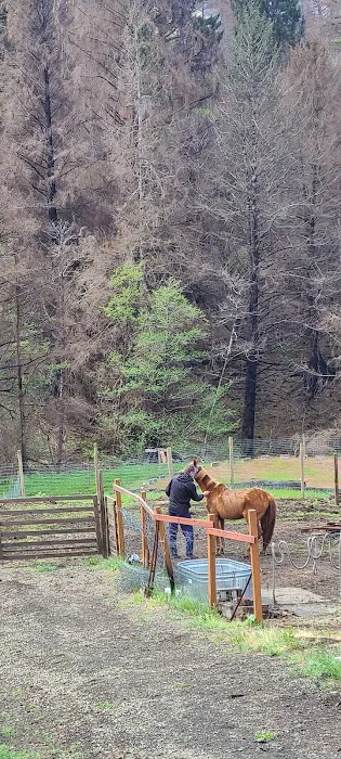 Valley Equine Veterinary Service Inc Picture 3