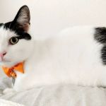 McMinnville Veterinary Hospital