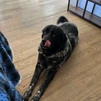 Orchard View Veterinary Center ico