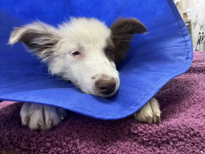 VCA River Road Animal Clinic Picture 9
