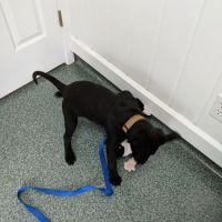 VCA Keizer Veterinary Hospital ico
