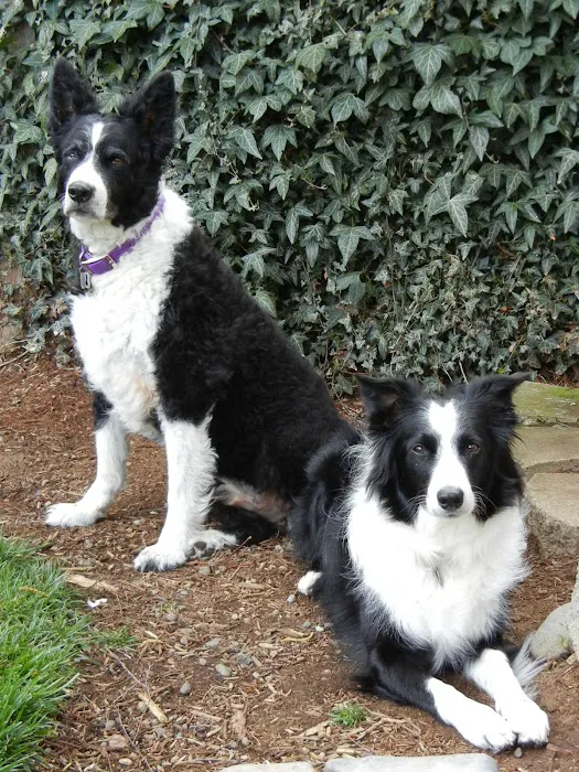 VCA Keizer Veterinary Hospital Picture 8